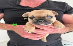French Bulldog dogs for sale: Fawn French Bulldogs - Image 4