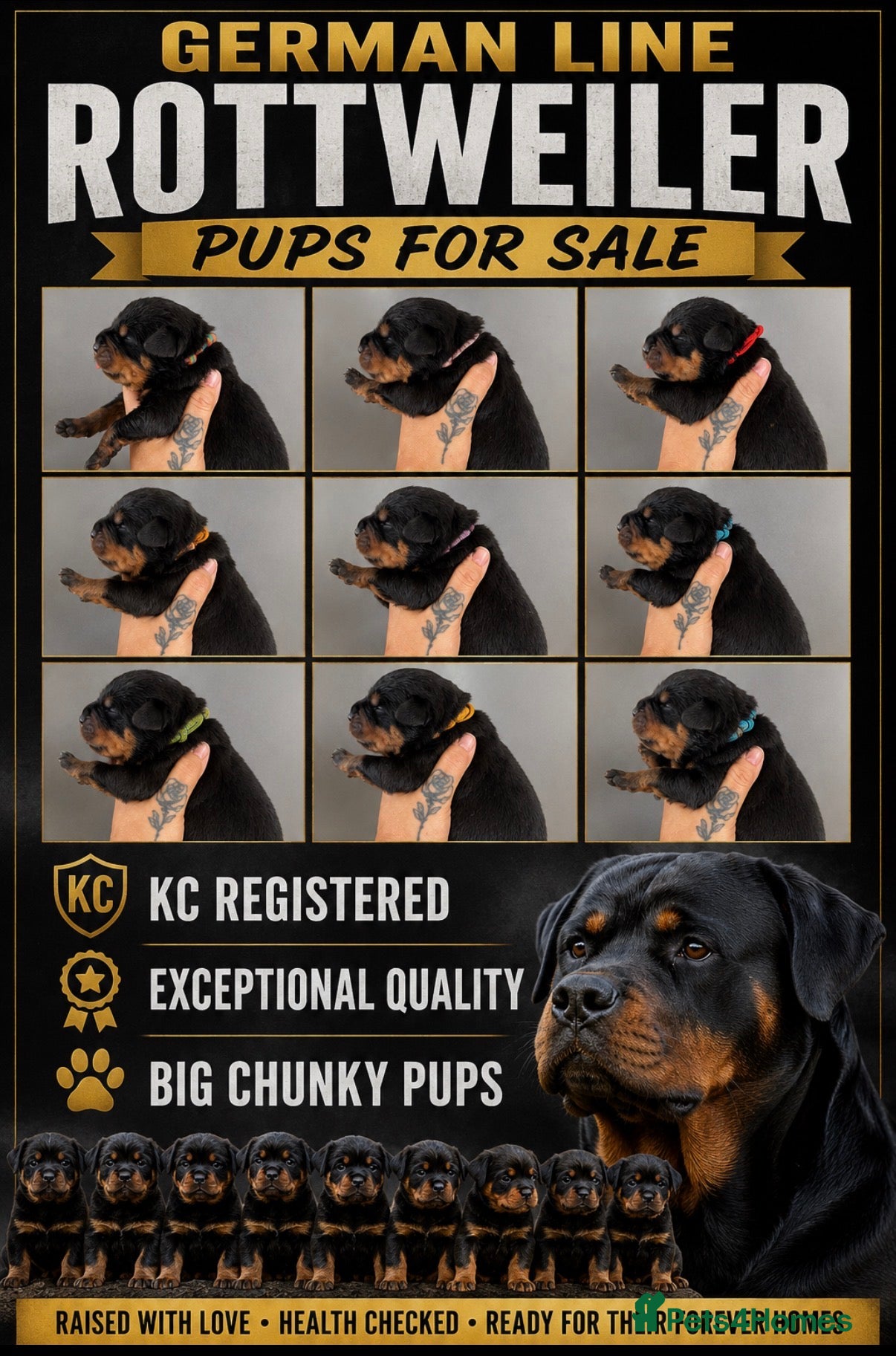 Rottweiler dogs German Lines Chunky Rottweiler Puppies - Advert 1