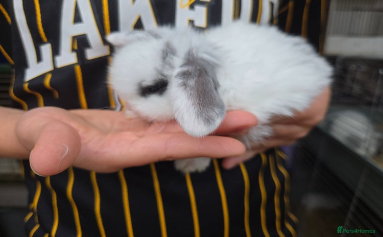 Mini Lop rabbits - Advert 5