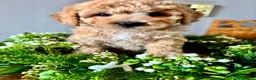 Poochon dogs for sale: Ready now Stunning mini F1 health tested Poochons - Advert 16