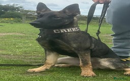 Belgian Shepherd Dog dogs for sale: Working Dutch herder puppy  - Image 2