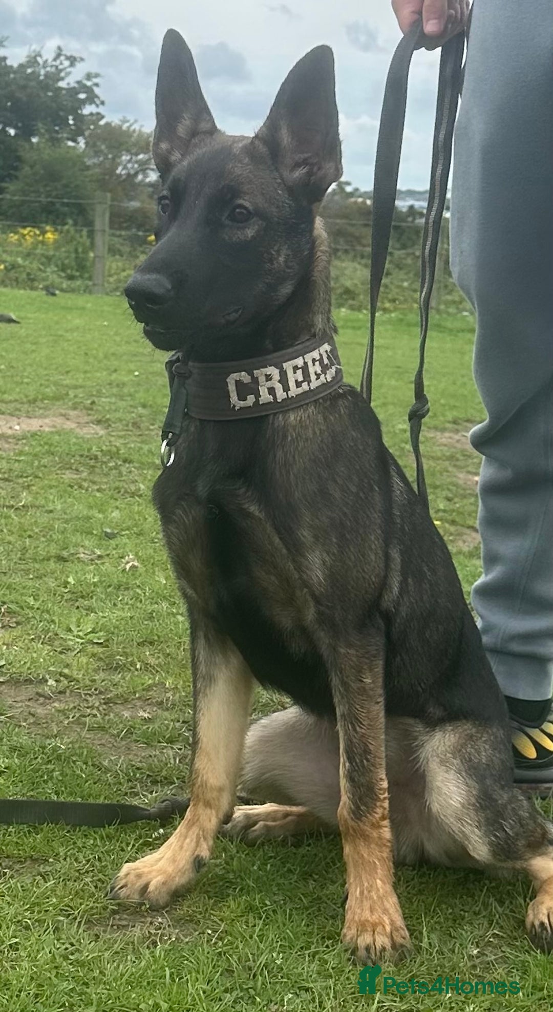 Belgian Shepherd Dog dogs for sale: Working Dutch herder puppy  - Image 2