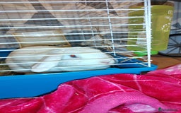 Beveren rabbits for sale: Star our fluffy white rabbit - Image 2