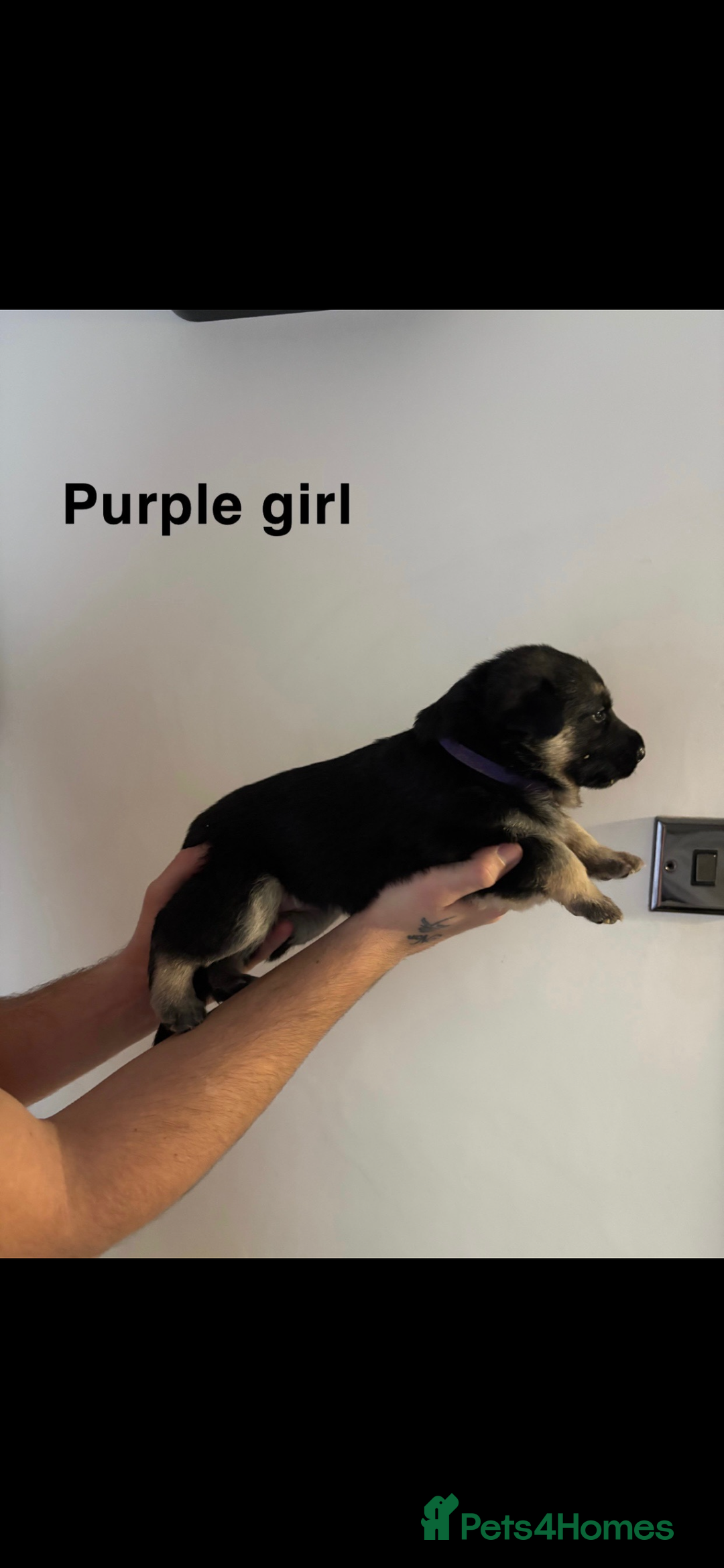 German Shepherd dogs for sale: German shepherd litter  - Image 8