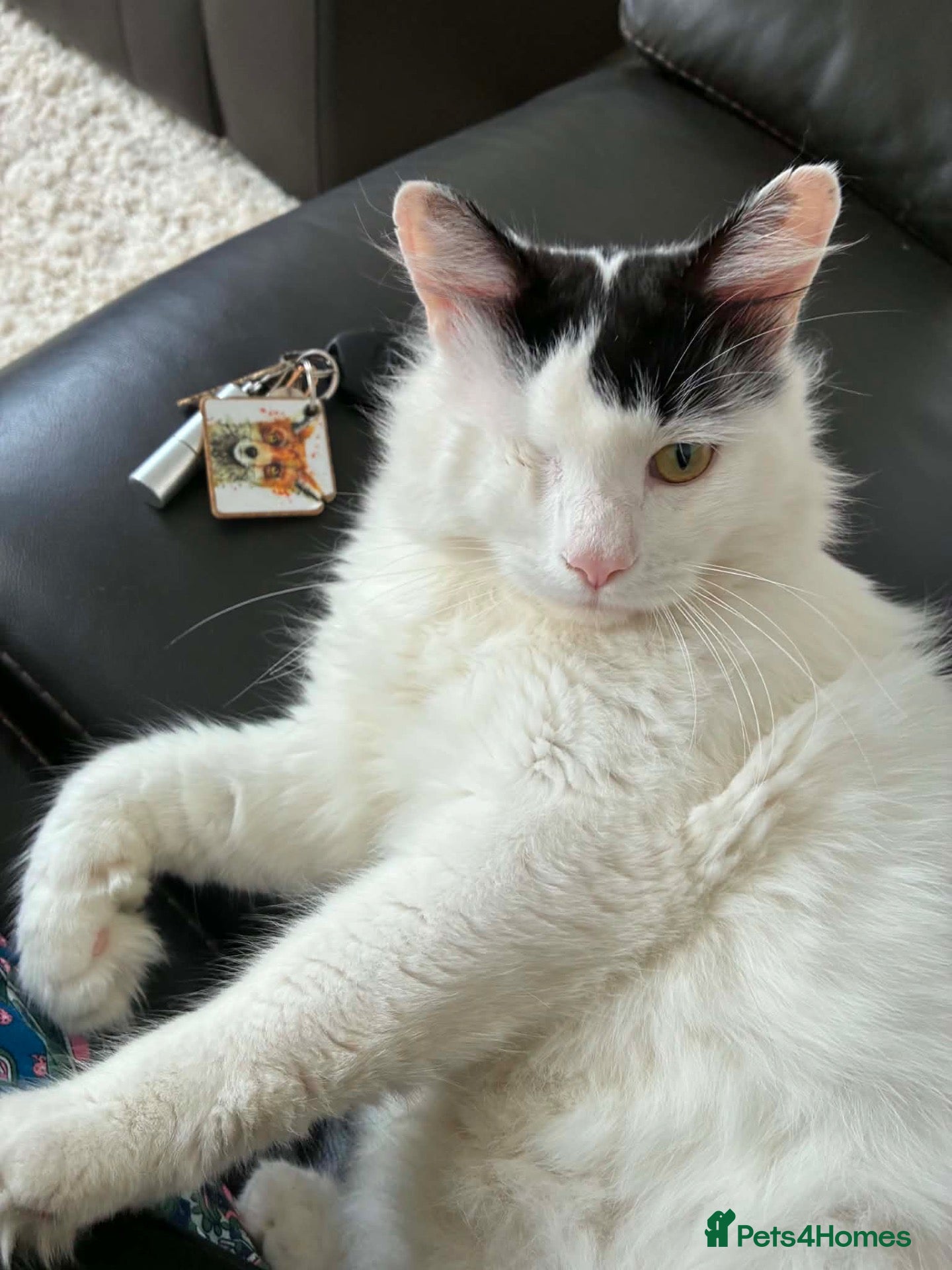 Domestic Shorthair cats One eyed boy  - Advert 1