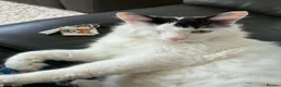 Domestic Shorthair cats for sale: One eyed boy  - Advert 1