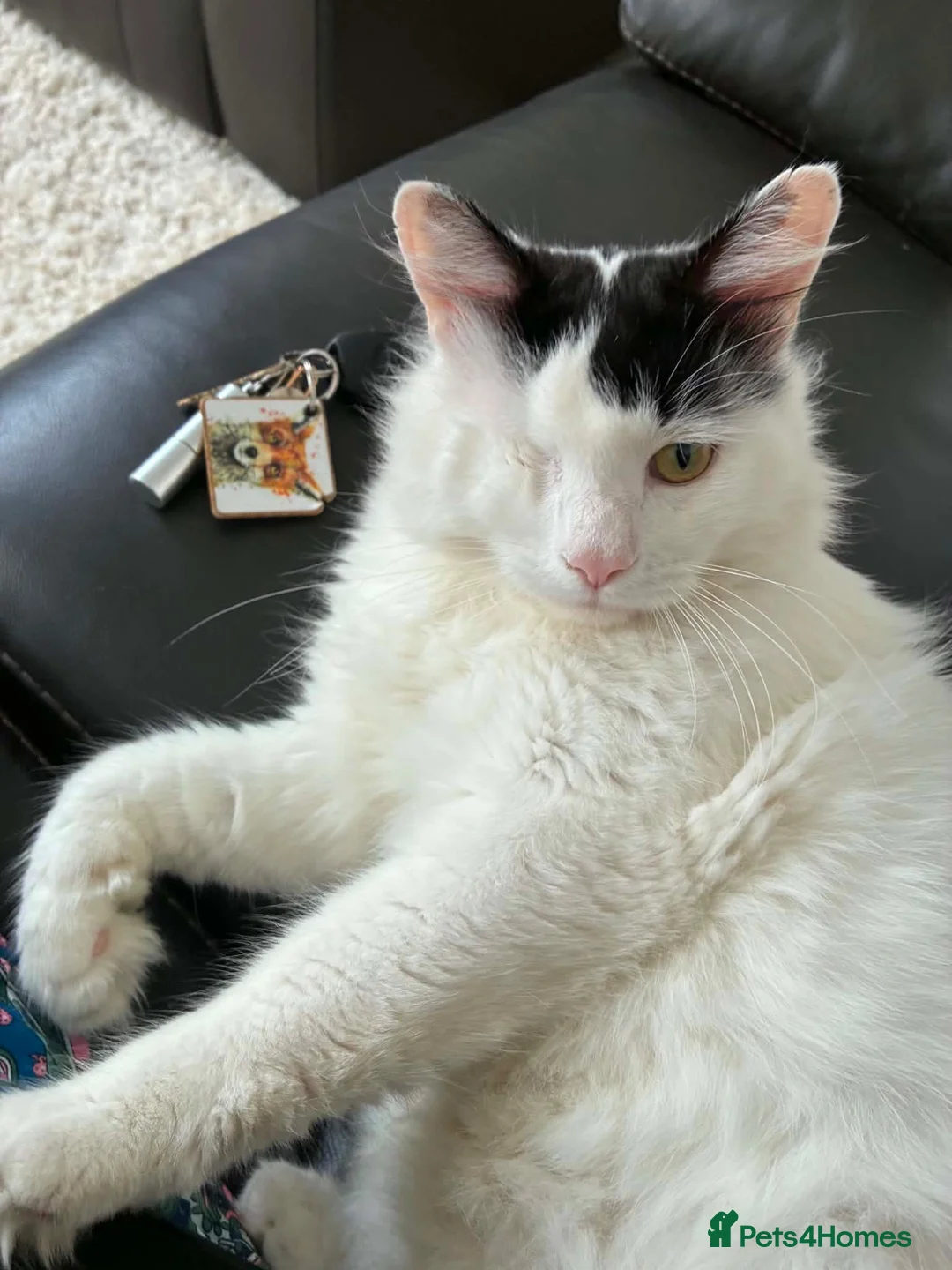 Domestic Shorthair cats for sale: One eyed boy  - Advert 1