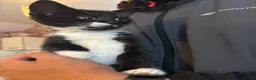 Mixed Breed cats for sale: Mixed breed kittens 🩷 - Advert 2