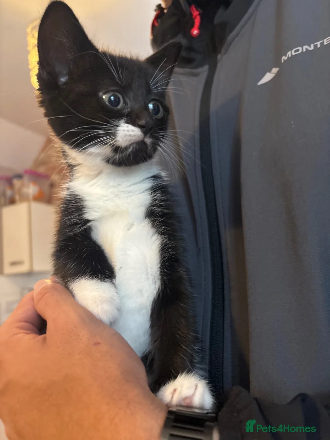 Mixed Breed cats for sale: Mixed breed kittens 🩷 - Advert 2