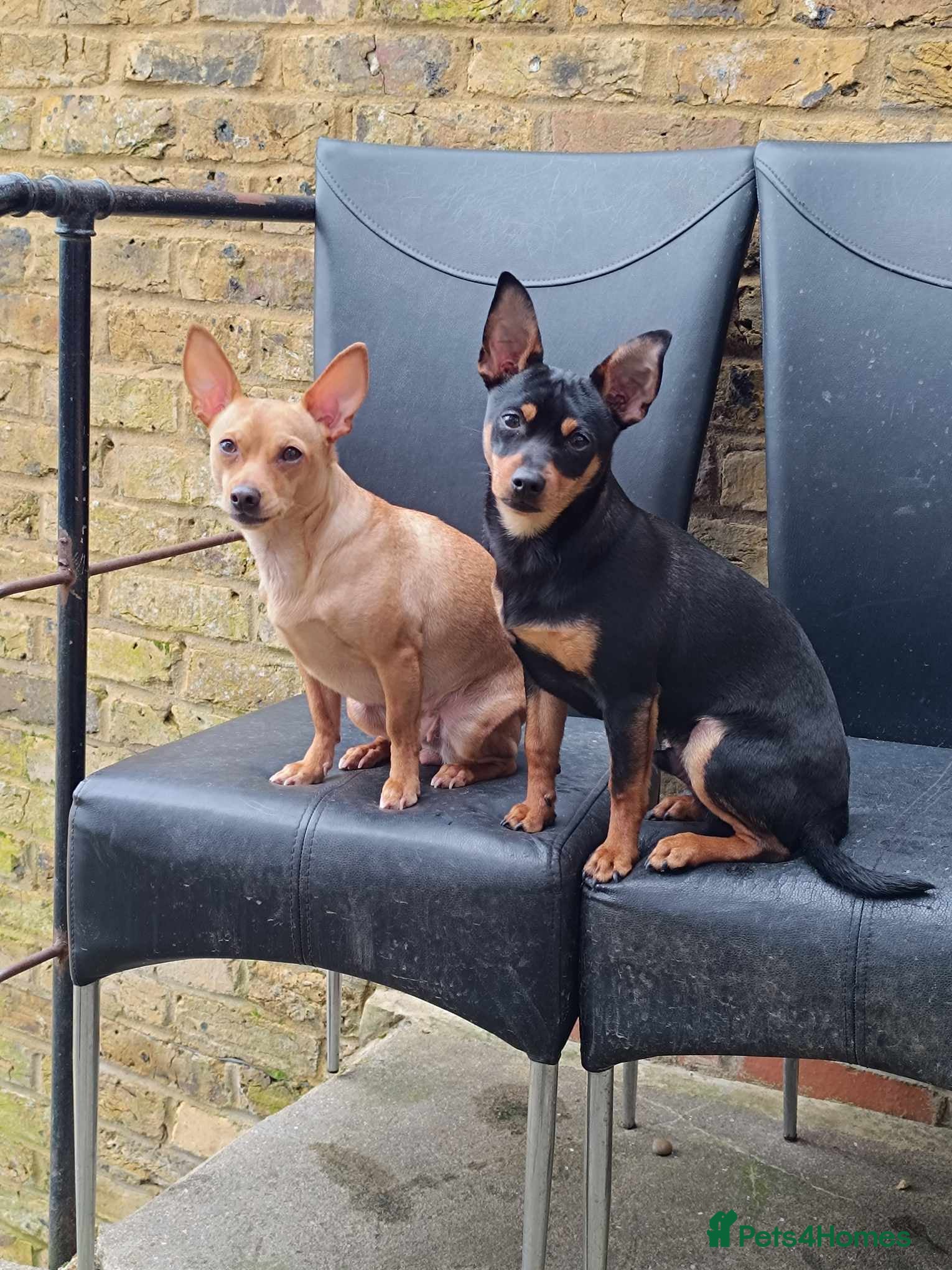 German Pinscher dogs Pincher - Advert 11