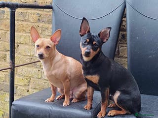 German Pinscher dogs Pincher - Advert 8