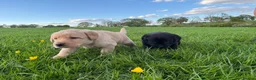 Labrador Retriever dogs for sale: 8 Labrador puppies for sale - Advert 11