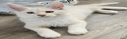 Maine Coon cats for sale: Ready now TICA registered Maine Coon kitten's - Advert 3
