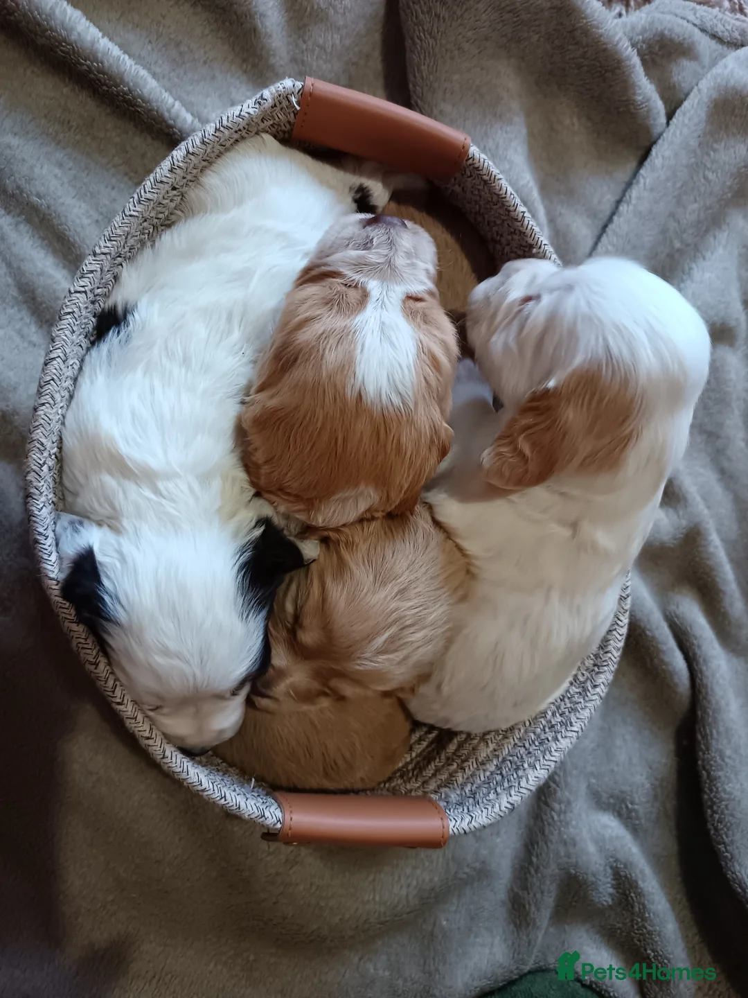 Cocker Spaniel dogs for stud: KC REGISTERED WORKING COCKER SPANIEL FOR STUD in Rhayader - Advert 21