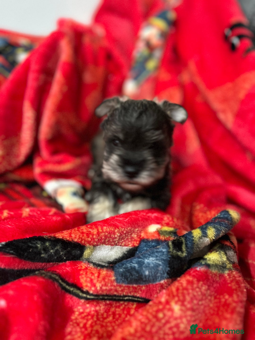 Miniature Schnauzer dogs for sale: 1 boy looking for 5 * home - Advert 3