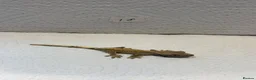 Gecko reptiles for sale: Baby crested geckos  - Advert 17