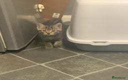 Mixed Breed cats for sale: Ragdoll/tabby 11 week old.  - Image 4