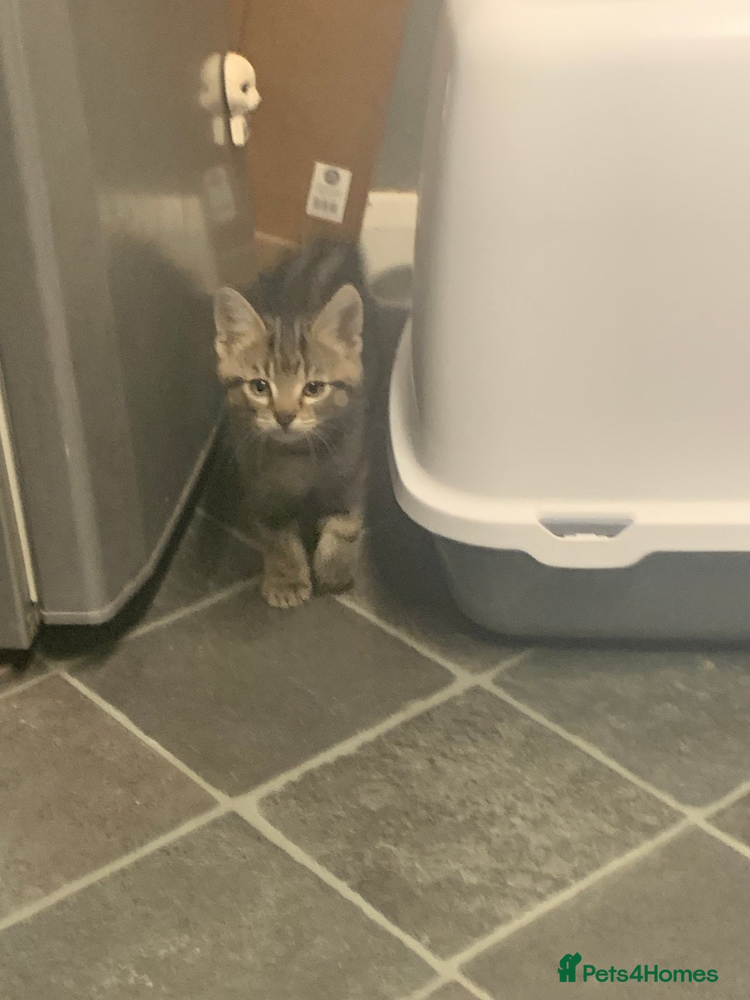 Mixed Breed cats for sale: Ragdoll/tabby 11 week old.  - Image 4