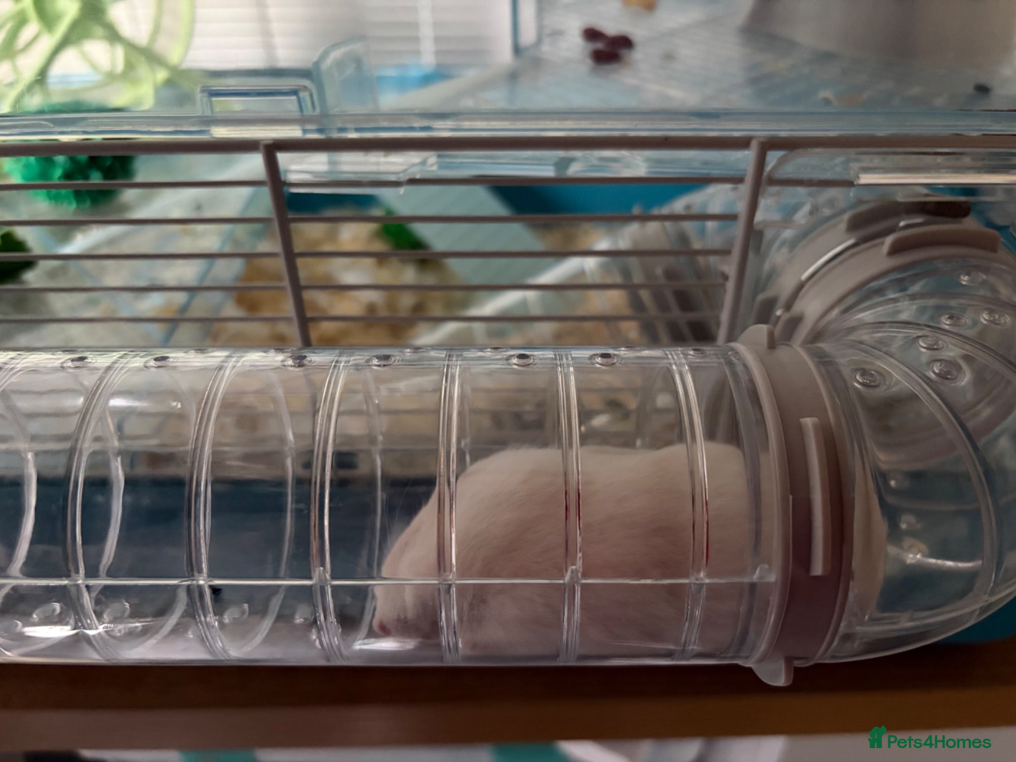 Hamster rodents Russian dwarf hamster  - Advert 1