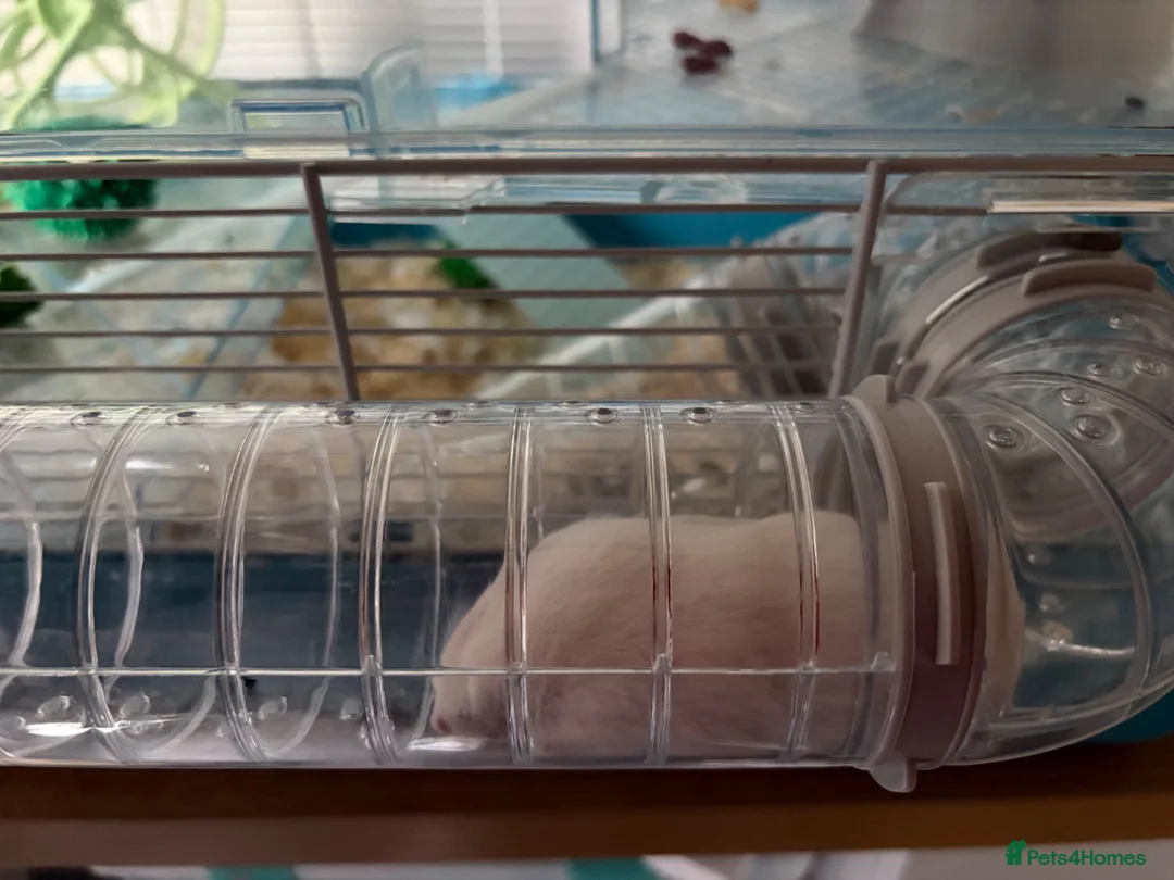 Hamster rodents for sale: Russian dwarf hamster  in High Wycombe - Advert 1