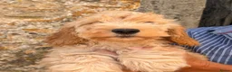 Cockapoo dogs for sale: Stunning Standard Cockapoos  - Advert 6