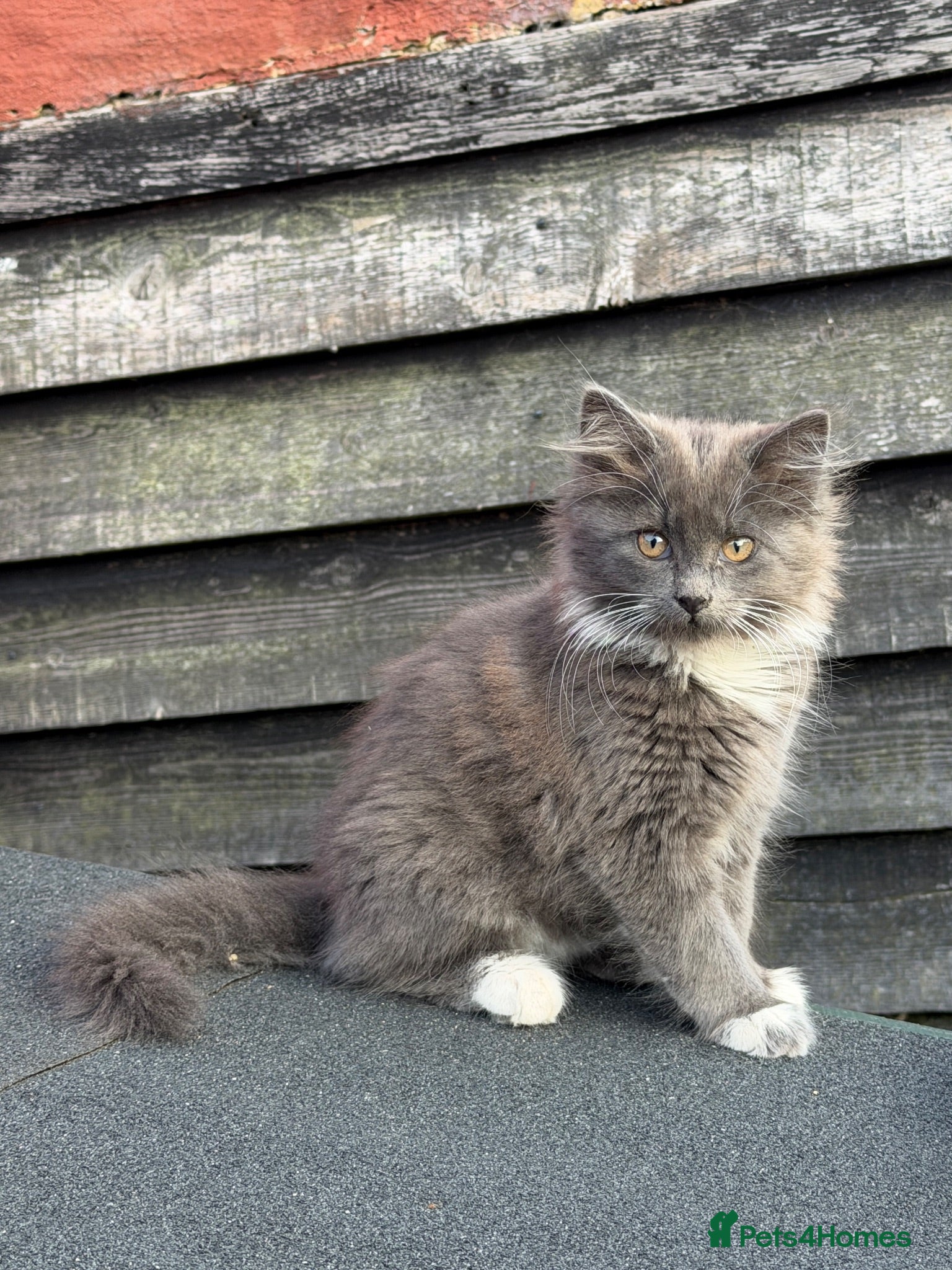 Mixed Breed cats for sale: Beautiful Maine Coon Cross Kittens - Advert 2