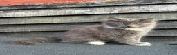 Mixed Breed cats for sale: Beautiful Maine Coon Cross Kittens - Advert 1