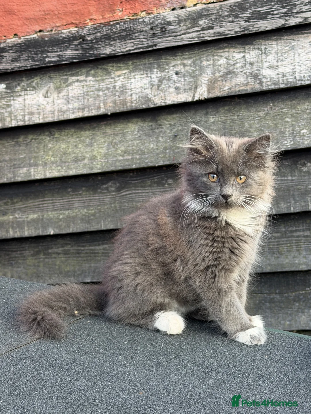 Mixed Breed cats for sale: Beautiful Maine Coon Cross Kittens - Advert 1