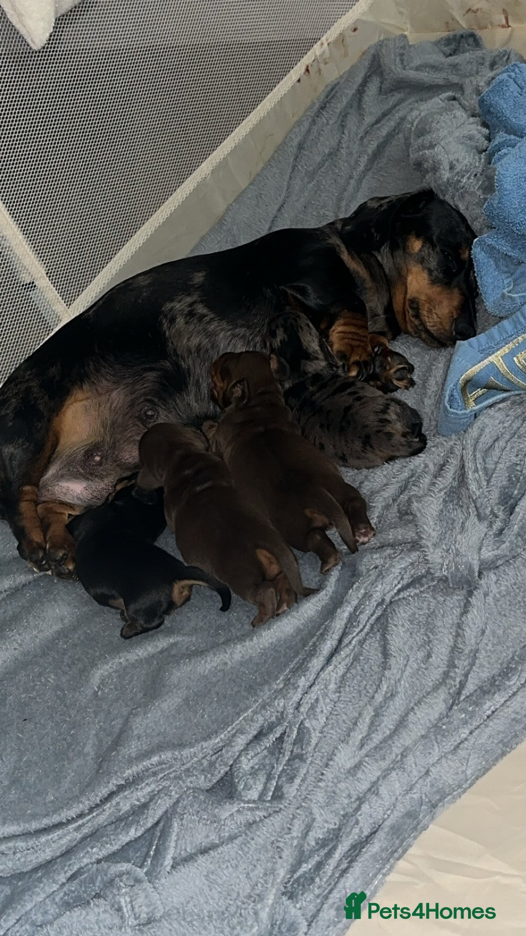 Miniature Dachshund dogs for sale: 3 girl miniature dachshunds  - Image 8