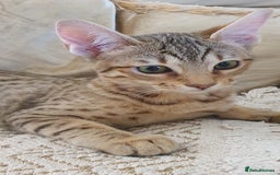 Savannah cats for sale: Fabulous F5 SBT Savannah Kittens! REDUCED! - Image 11