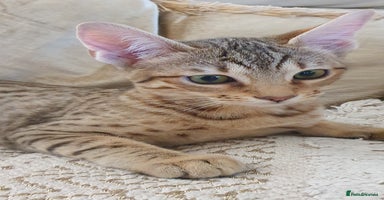 Savannah cats - Advert 7