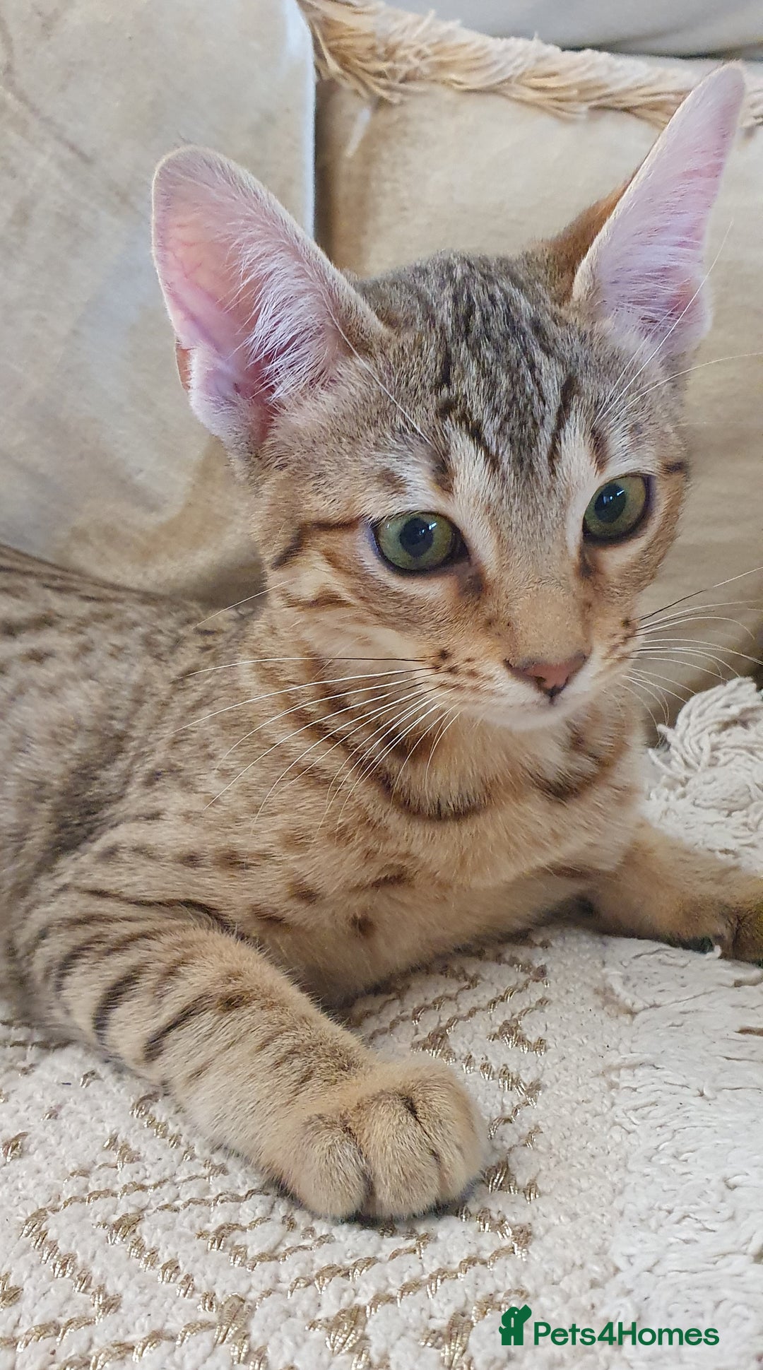 Savannah cats for sale: Fabulous F5 SBT Savannah Kittens! REDUCED! - Image 11