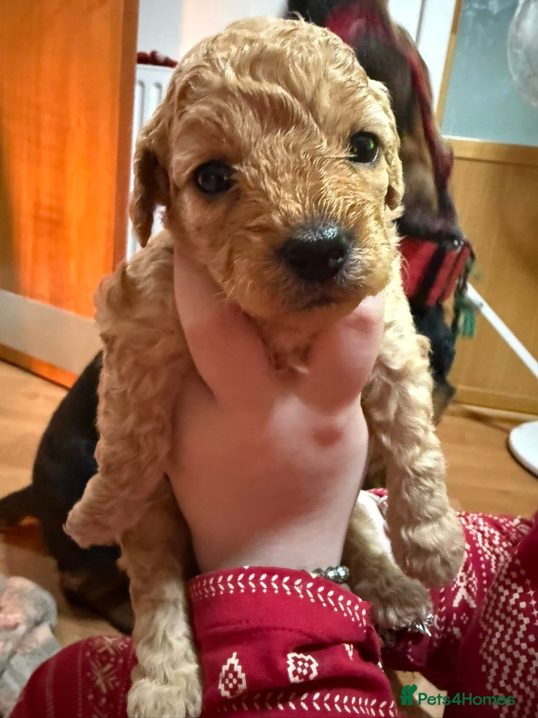 Cavapoo dogs for sale: Delightful Cavapoo puppies - Advert 8