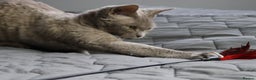 Devon Rex cats for sale: Devon Rex beautiful and healthy girl 2 years old  - Advert 7