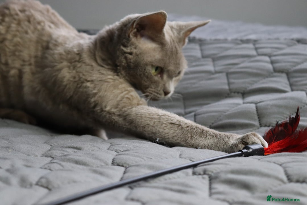 Devon Rex cats for sale: Devon Rex beautiful and healthy girl 2 years old  - Advert 7