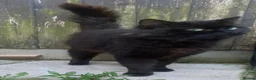 Mixed Breed cats for sale: 10 week old Maincoon cross Tabby kittens  in Bolton - Advert 2