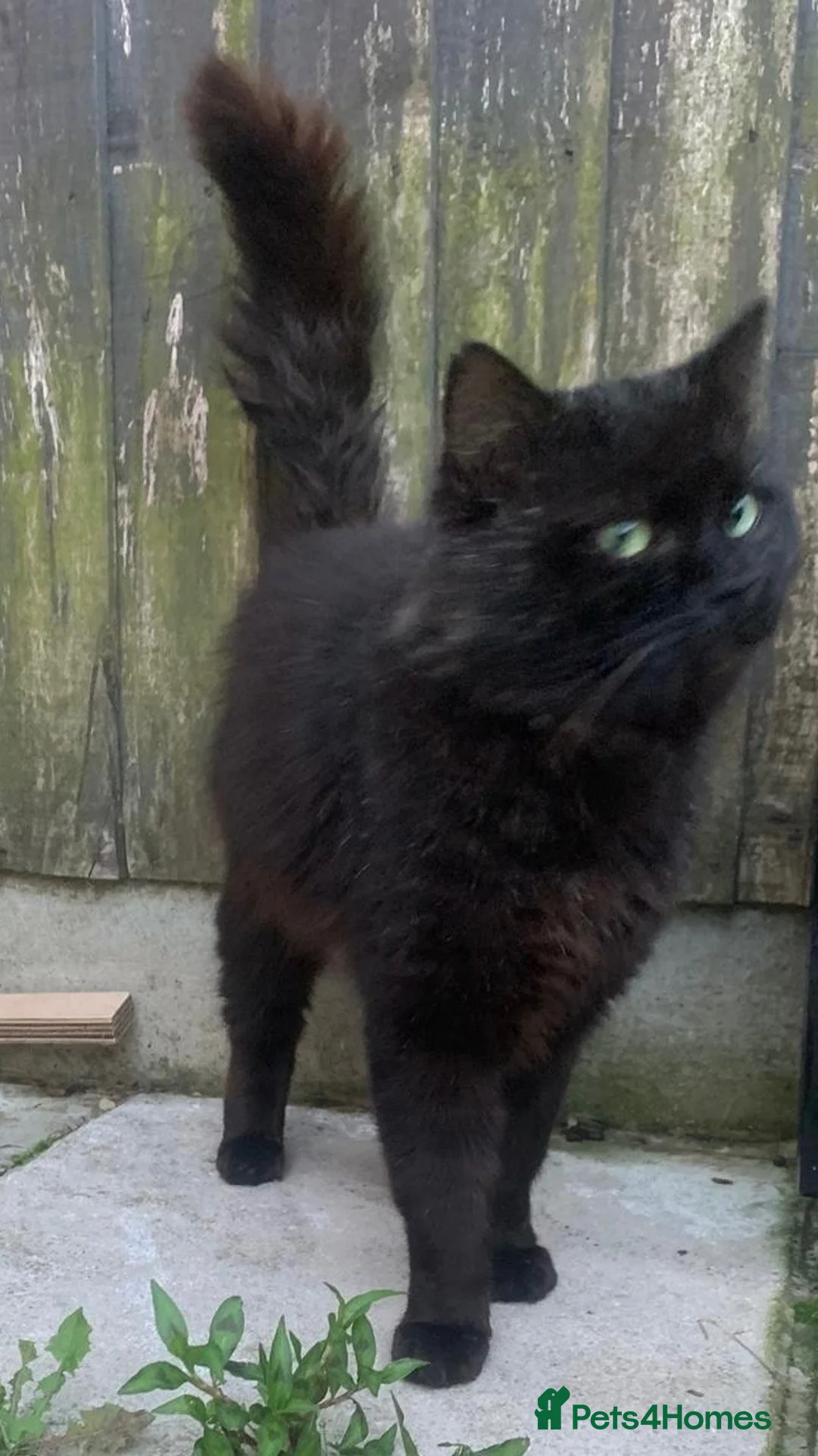 Mixed Breed cats for sale: 10 week old Maincoon cross Tabby kittens  in Bolton - Advert 2