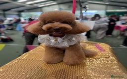 Toy Poodle dogs for stud: MULTI-AWARD WINNING SHOW DOG FOR STUD✨🐩 - Image 3