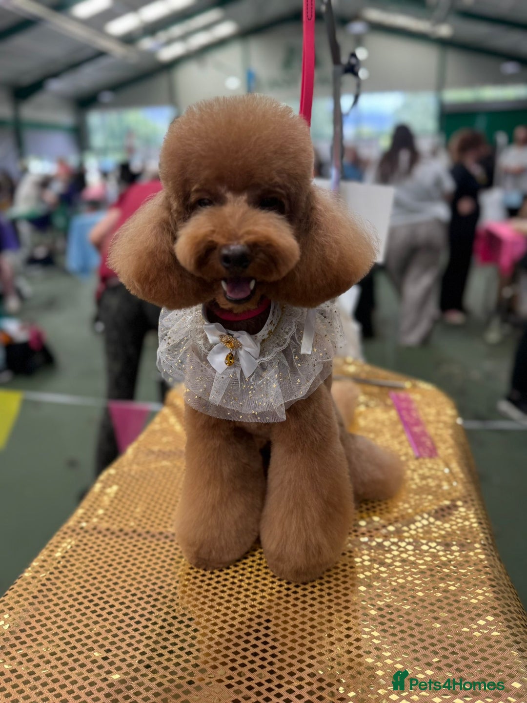Toy Poodle dogs for stud: MULTI-AWARD WINNING SHOW DOG FOR STUD✨🐩 - Image 3