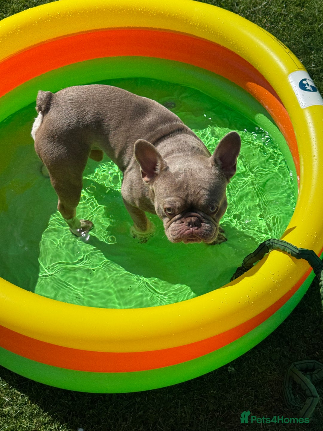 French Bulldog dogs for sale: French bulldog - Image 3