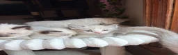 Ragdoll cats for sale: RARE Blue Lynx Bicolor ✨🏆🦋 - Advert 4