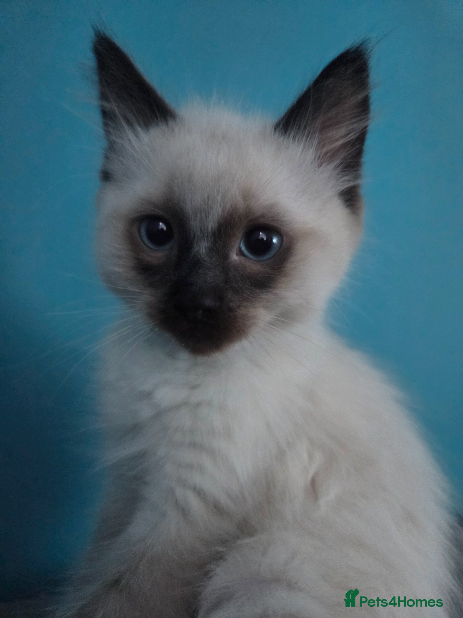 Ragdoll cats  £480 Grey boy Ragdoll available last one. - Advert 8