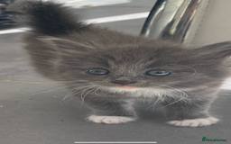 British Longhair cats for sale: British blue cross maincoon  - Image 2