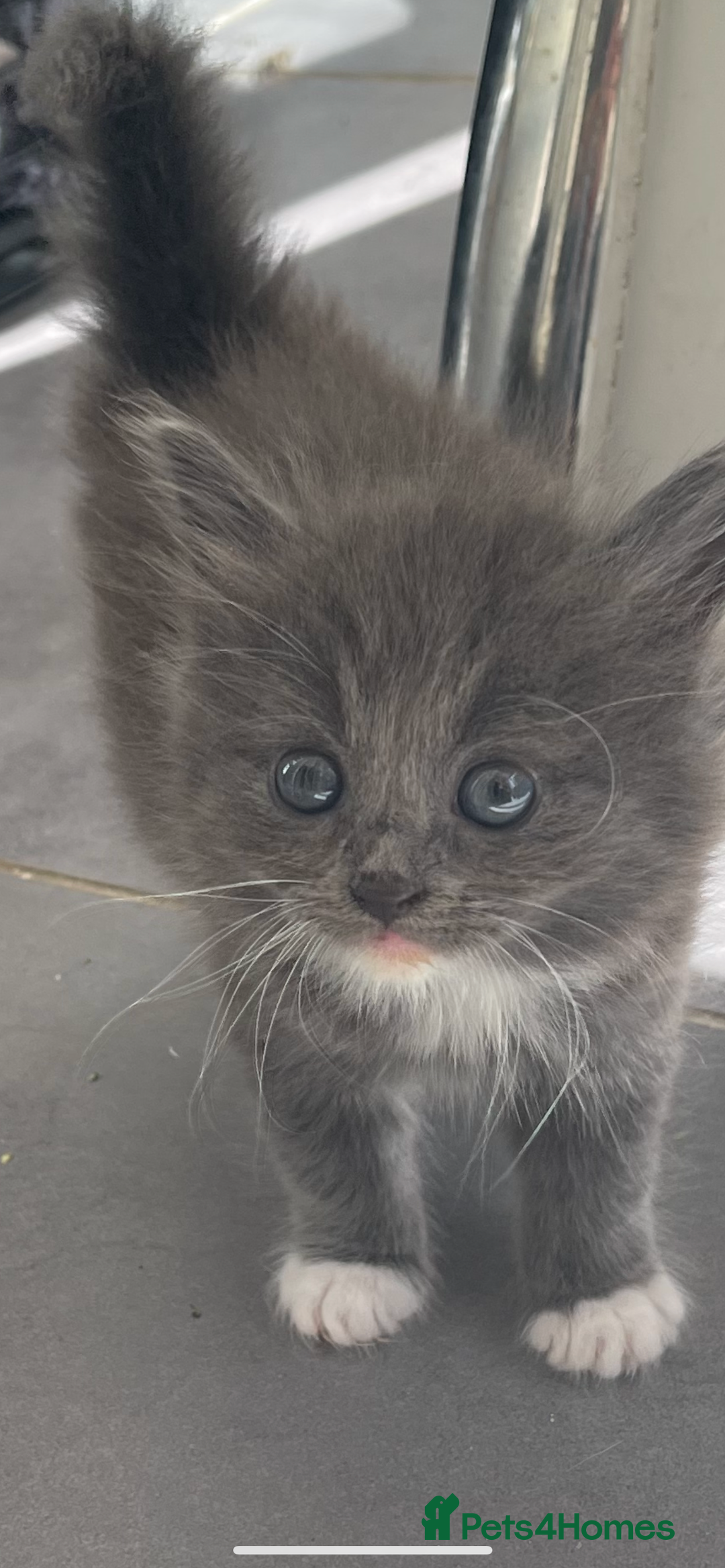 British Longhair cats for sale: British blue cross maincoon  - Image 2