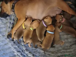 Staffordshire Bull Terrier dogs Staffy puppies ** LAST BOY AVAILABLE*** - Advert 16