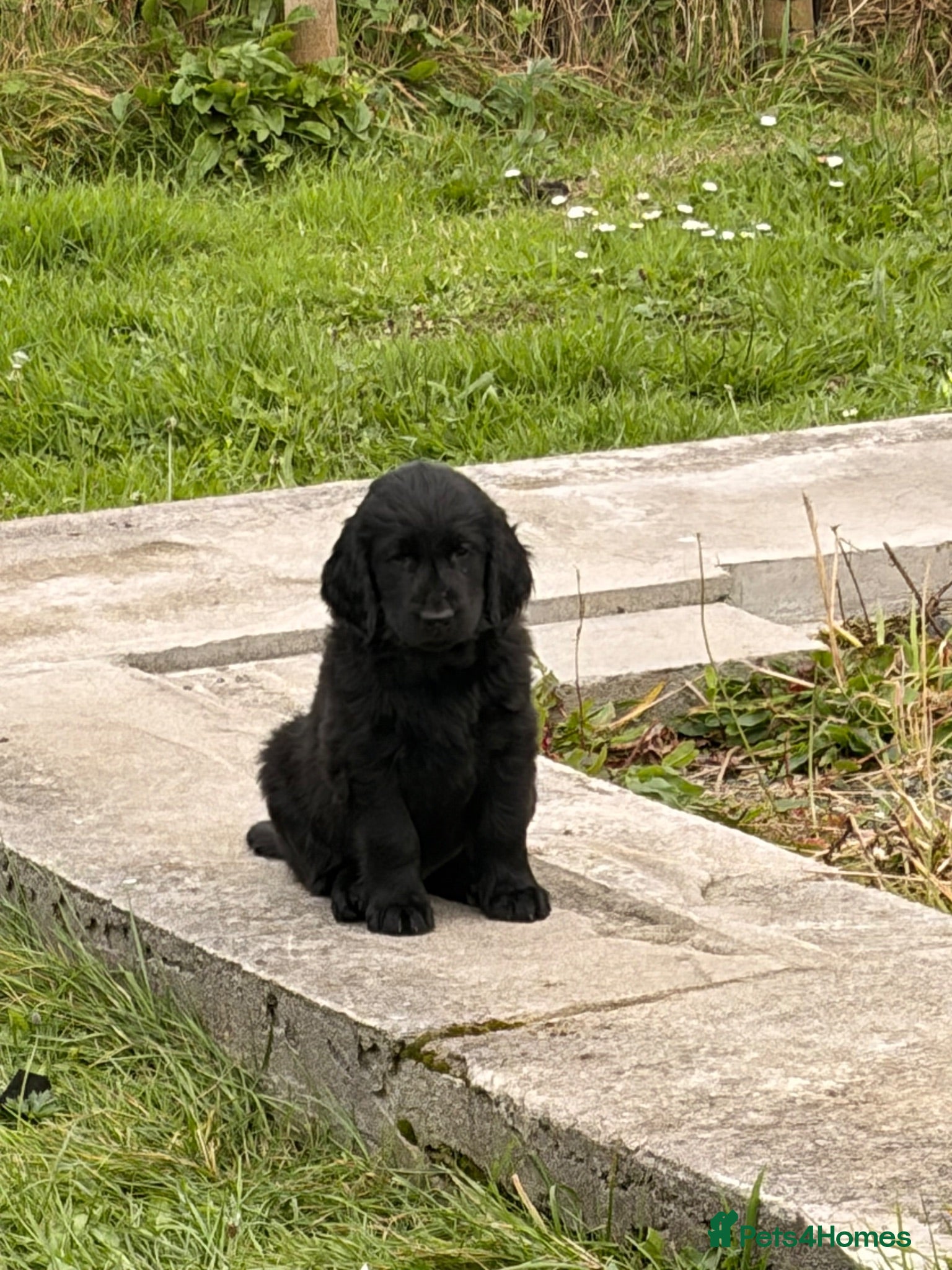 Flat coated Retriever dogs KC Registered Flatcoated Retriever Puppies - Advert 4