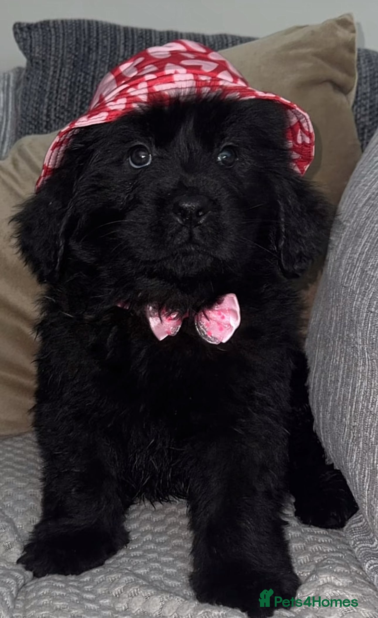 Newfoundland dogs  1 left Stunning Newfoundland Puppies Kc Reg 🐾  - Advert 1