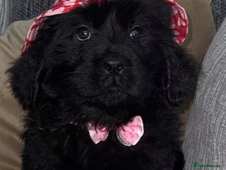 Newfoundland dogs 1 left Stunning Newfoundland Puppies Kc Reg 🐾 - Advert 3