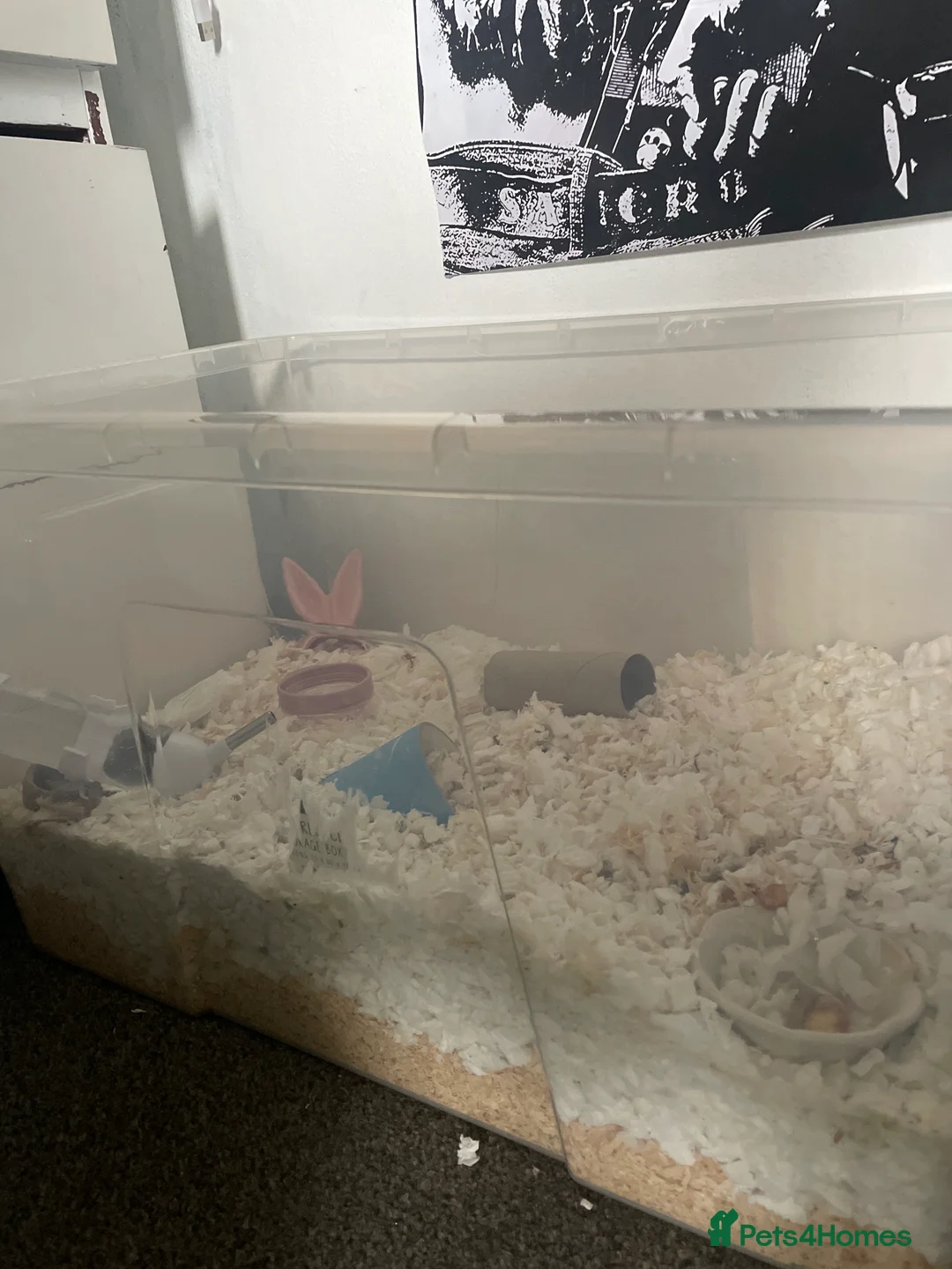 Hamster rodents for sale: Male dwarf hamster  in Stockton-on-Tees - Advert 1