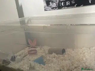 Hamster rodents Male dwarf hamster in Stockton-on-Tees - Advert 5